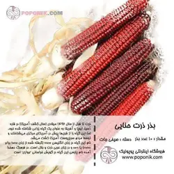 مجموعه بذر ذرت