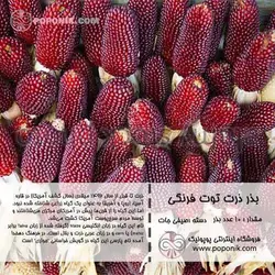 مجموعه بذر ذرت