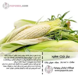 مجموعه بذر ذرت