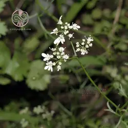 بذر زنیان