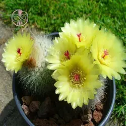 بذر کاکتوس پارودیا اسکوپا