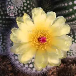 بذر کاکتوس پارودیا اسکوپا