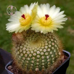 بذر کاکتوس پارودیا اسکوپا