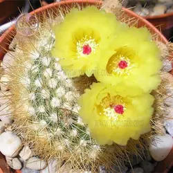 بذر کاکتوس پارودیا اسکوپا