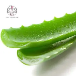 آلوئه ورا