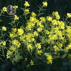بذر خردل زراعی
