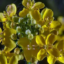 بذر خردل زراعی