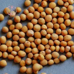 بذر خردل زراعی