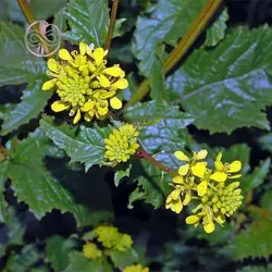 بذر خردل زراعی