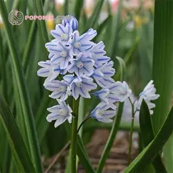 بذر گل قرقره راه راه