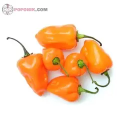 بذر فلفل مینیاتوری نارنجی