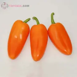 بذر فلفل مینیاتوری نارنجی