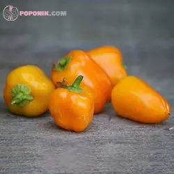 بذر فلفل مینیاتوری نارنجی