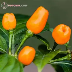 بذر فلفل مینیاتوری نارنجی