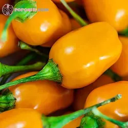بذر فلفل مینیاتوری نارنجی