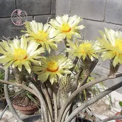 بذر کاکتوس آستروفیتوم کاپوت مدوسا