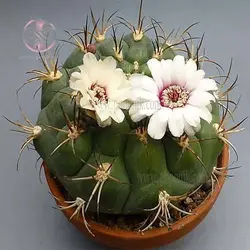 بذر کاکتوس ژیمینو کالسیوم پفلانزی