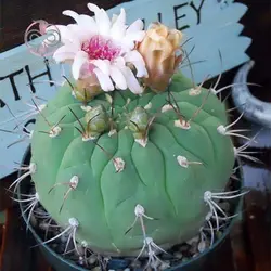 بذر کاکتوس ژیمینو کالسیوم پفلانزی