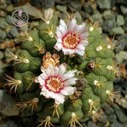 بذر کاکتوس ژیمینو کالسیوم پفلانزی