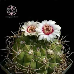 بذر کاکتوس ژیمینو کالسیوم پفلانزی