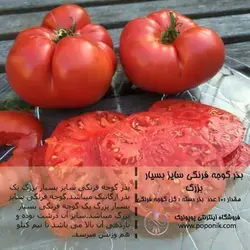 مجموعه بذر تمام رنگهای گوجه فرنگی