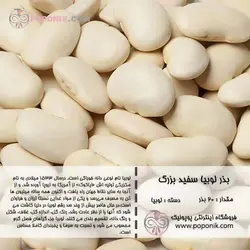 مجموعه بذر لوبیا