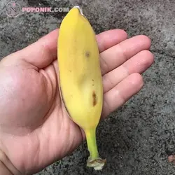 نهال موز پاکوتاه