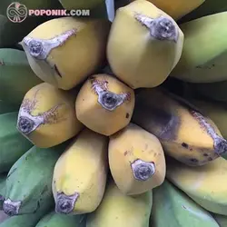 نهال موز پاکوتاه