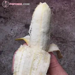 نهال موز پاکوتاه