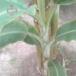 نهال موز پاکوتاه
