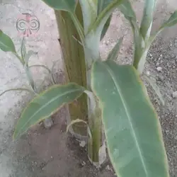 نهال موز پاکوتاه