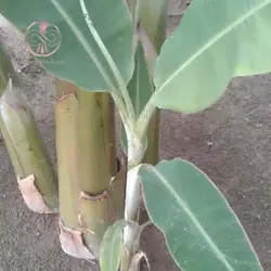 نهال موز پاکوتاه
