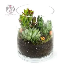 خاک تراریوم ارگانیک گیلدا 2 لیتری