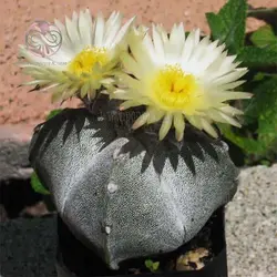 بذر کاکتوس استروفیتوم مر استیگما خاص