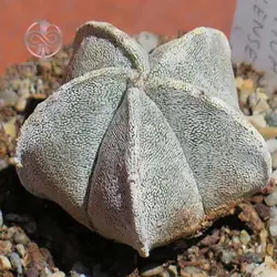 بذر کاکتوس استروفیتوم مر استیگما خاص