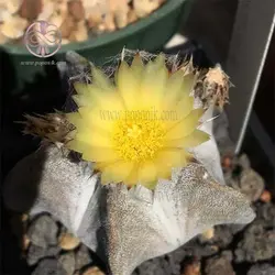 بذر کاکتوس استروفیتوم مر استیگما خاص