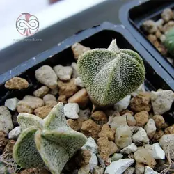 بذر کاکتوس استروفیتوم مر استیگما خاص