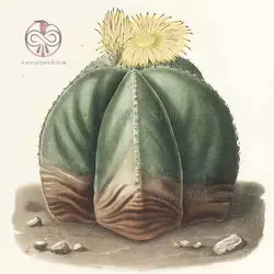 بذر کاکتوس استروفیتوم مر استیگما خاص