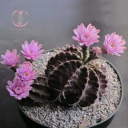 بذر کاکتوس ژمینو شکلاتی