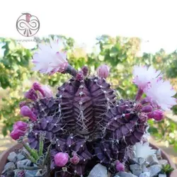 بذر کاکتوس ژمینو شکلاتی