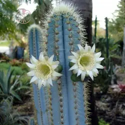 بذر کاکتوس پیلوسرئوس آزورئوس آبی