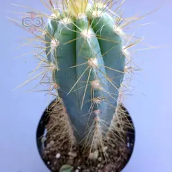 بذر کاکتوس پیلوسرئوس آزورئوس آبی