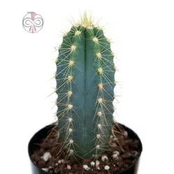 بذر کاکتوس پیلوسرئوس آزورئوس آبی