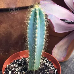 بذر کاکتوس پیلوسرئوس آزورئوس آبی