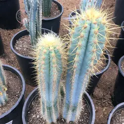 بذر کاکتوس پیلوسرئوس آزورئوس آبی