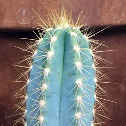 بذر کاکتوس پیلوسرئوس آزورئوس آبی