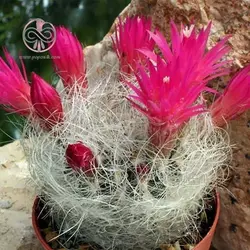 بذر کاکتوس نئوپورتریا مولتی کالر