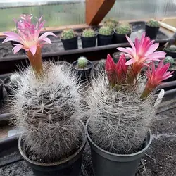 بذر کاکتوس نئوپورتریا مولتی کالر