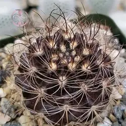 بذر کاکتوس نئوپورتریا مولتی کالر