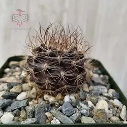 بذر کاکتوس نئوپورتریا مولتی کالر